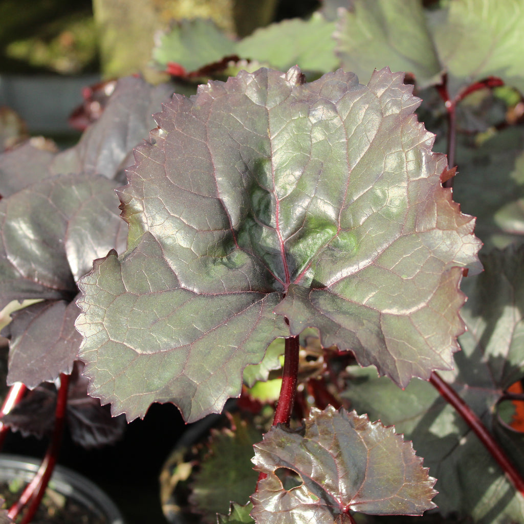 Ligularia Britt-Marie Crawford Image