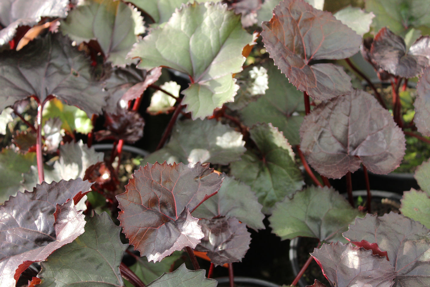 Ligularia Britt-Marie Crawford