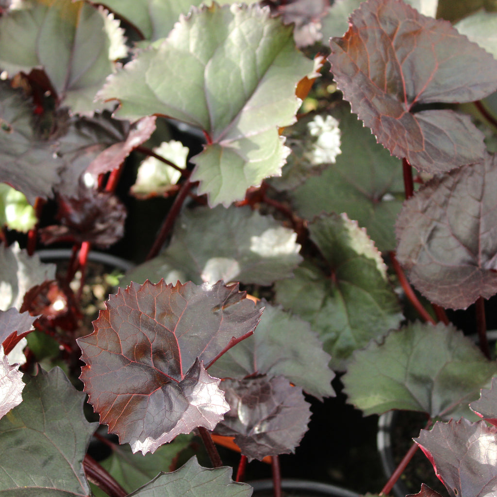 Ligularia Britt-Marie Crawford Image