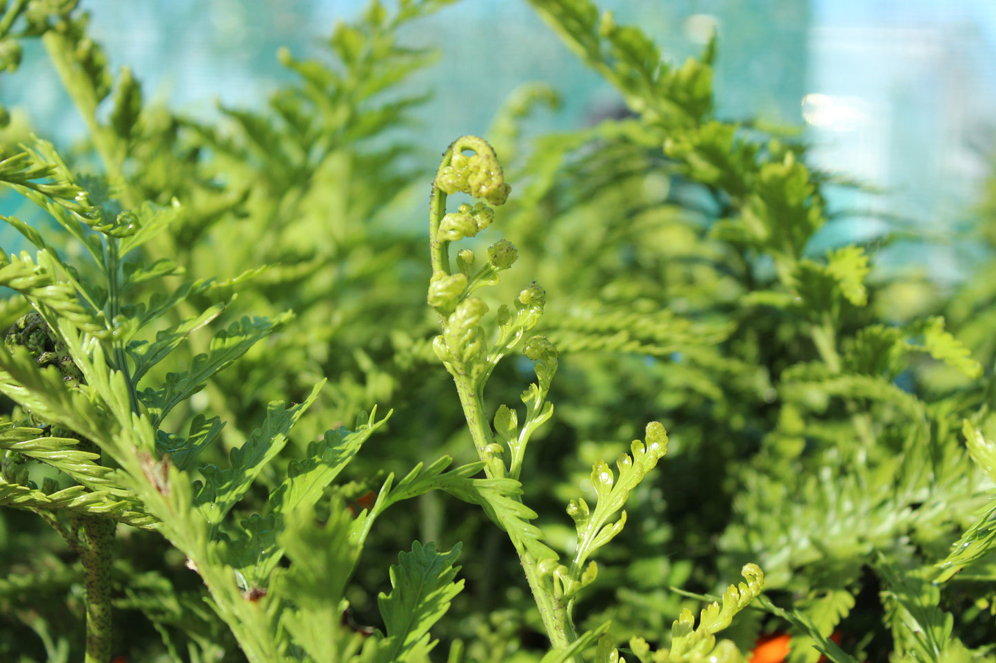Asplenium bulbiferum x oblongifolium