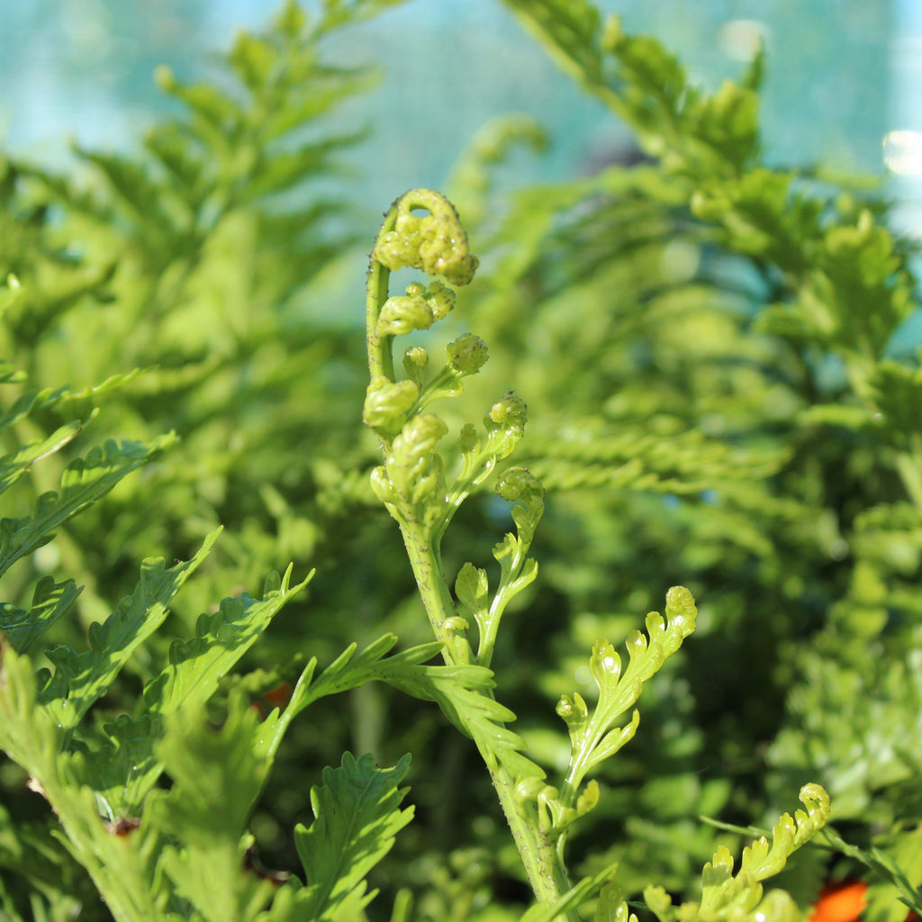 Asplenium bulbiferum x oblongifolium Image