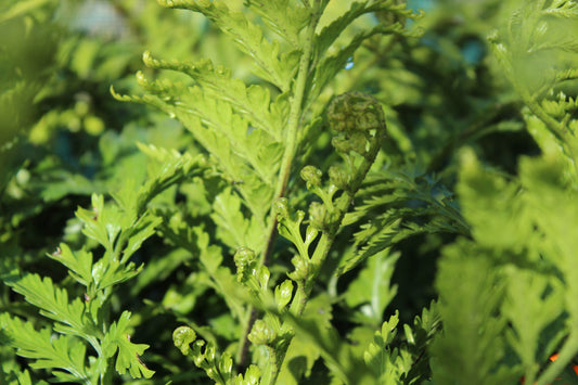 Asplenium bulbiferum x oblongifolium