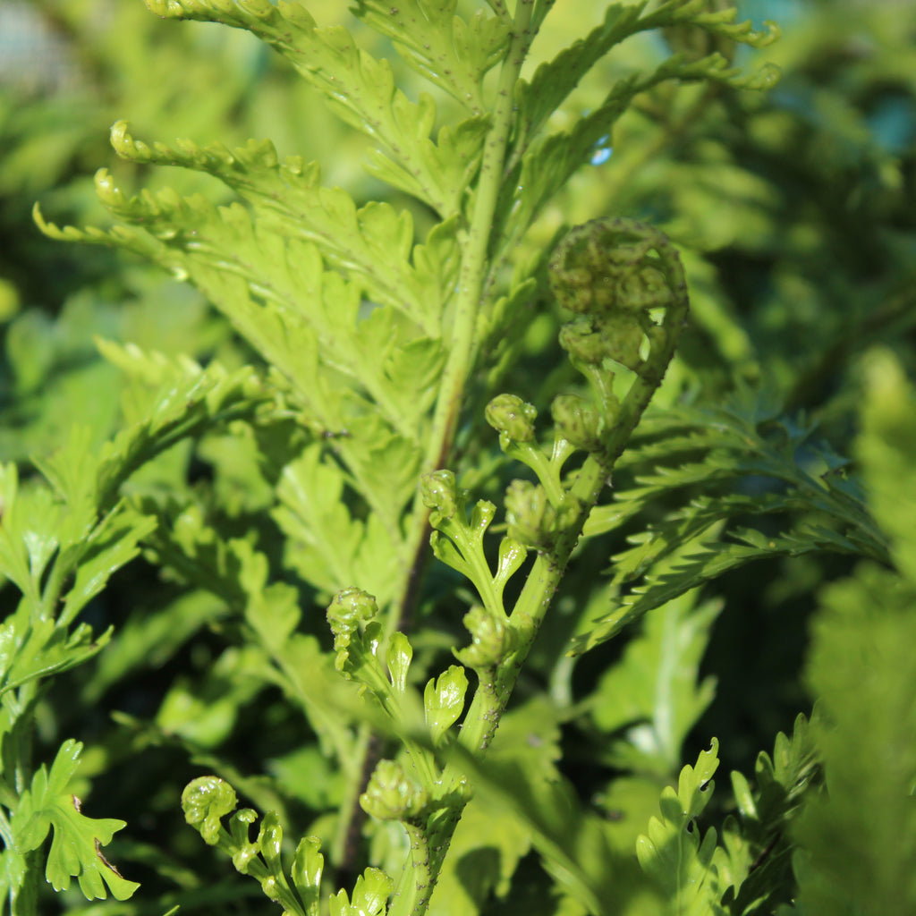 Asplenium bulbiferum x oblongifolium Image