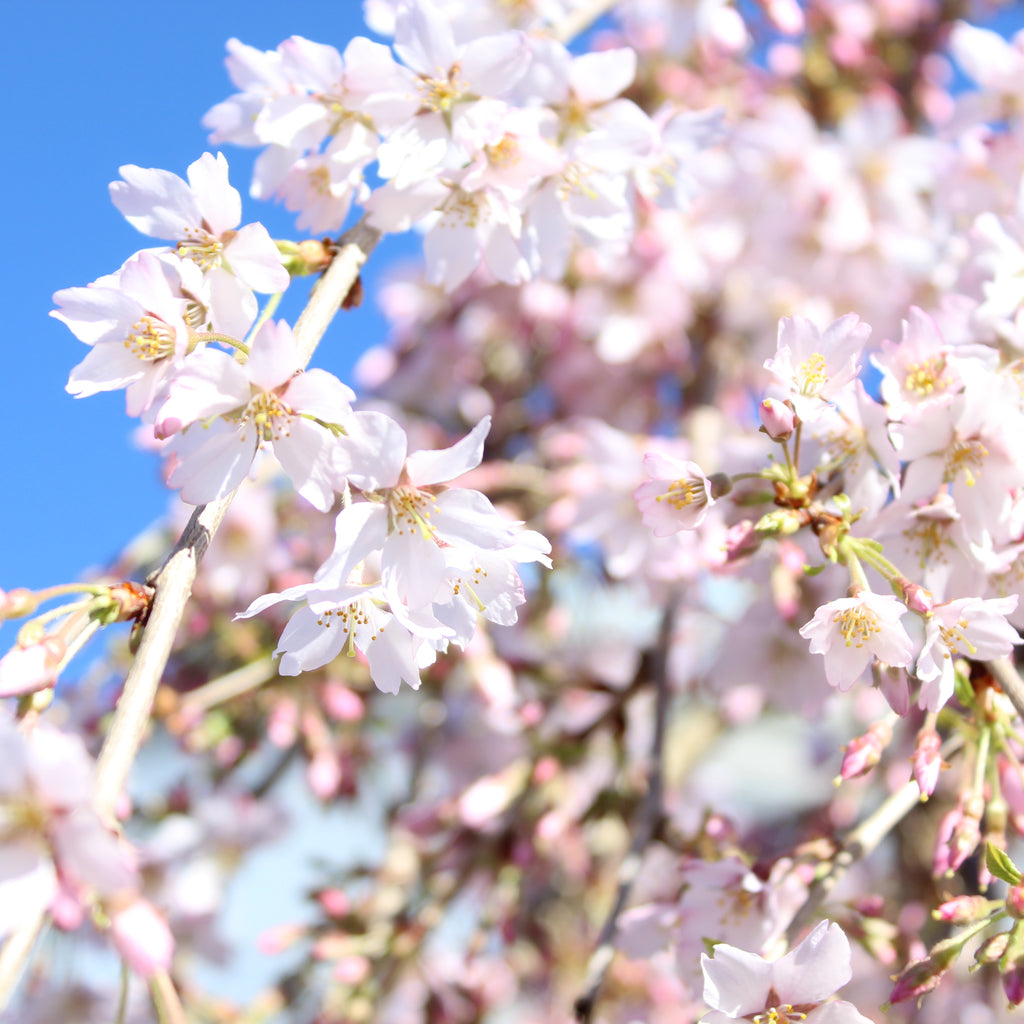 Prunus Falling Snow Image