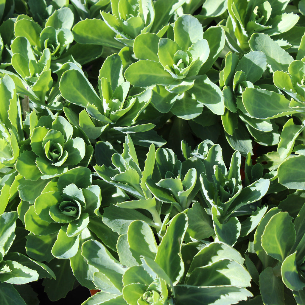 Sedum Autumn Joy Image