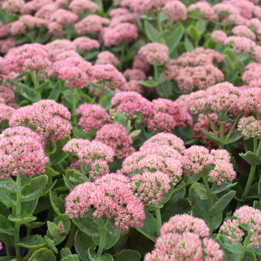 Sedum Autumn Joy Image