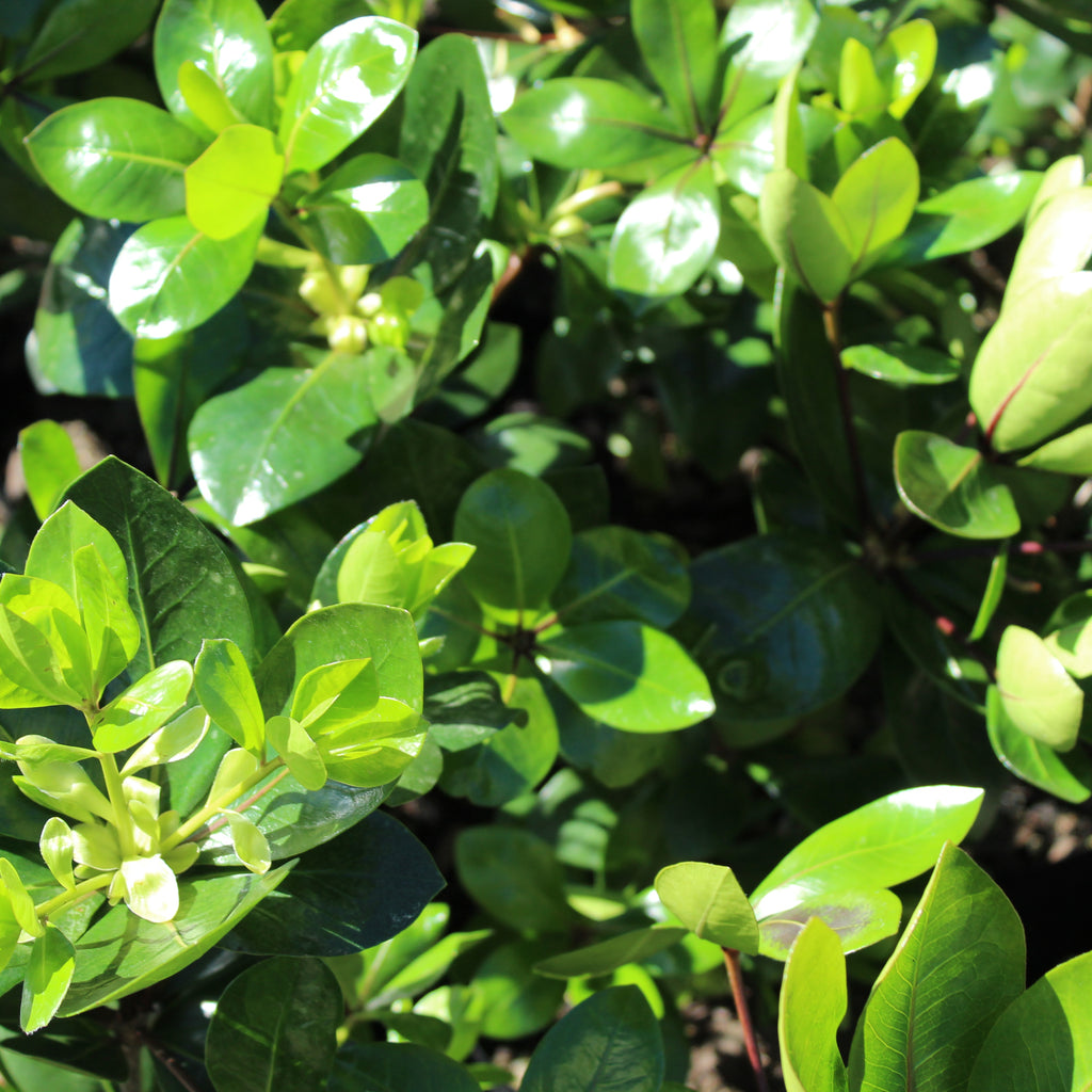 Pittosporum cornifolium Poor Knights Image