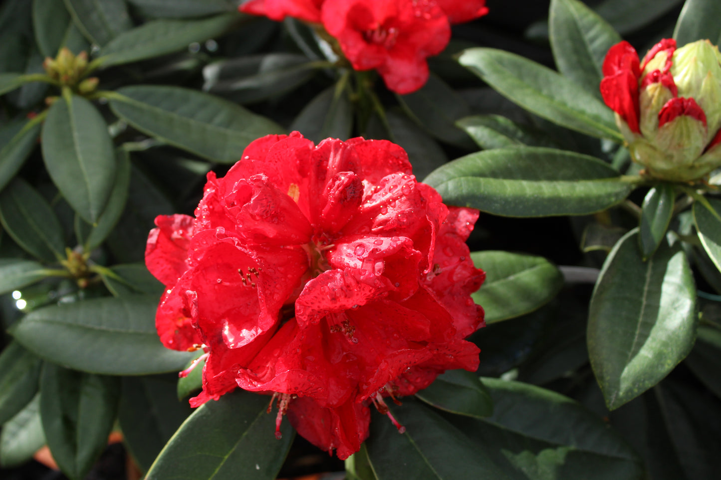 Rhododendron Lady in Red
