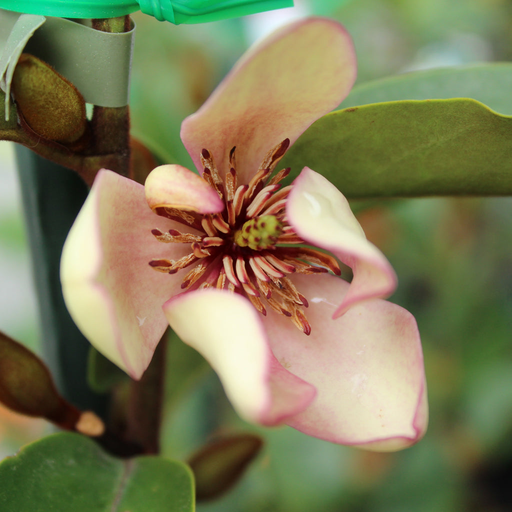 Michelia Cleopatra Image