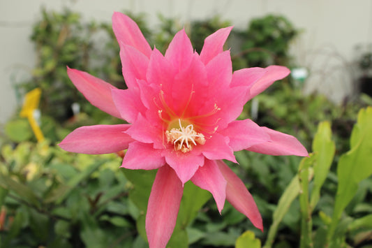 Epiphyllum Light Pink