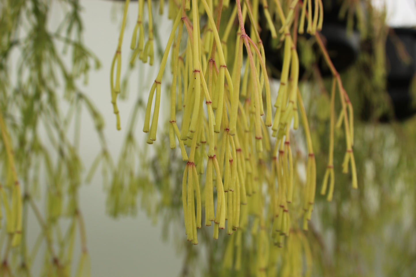 Rhipsalis clavata