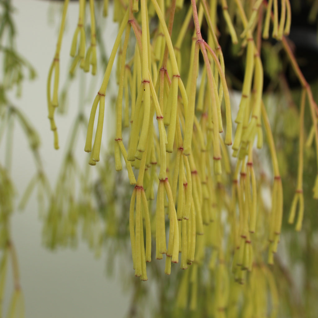 Rhipsalis clavata Image