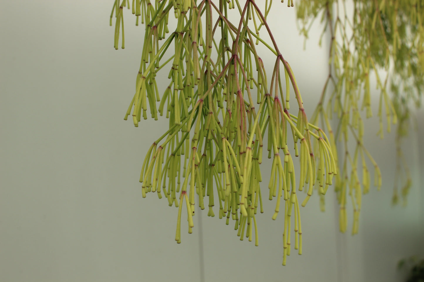 Rhipsalis clavata