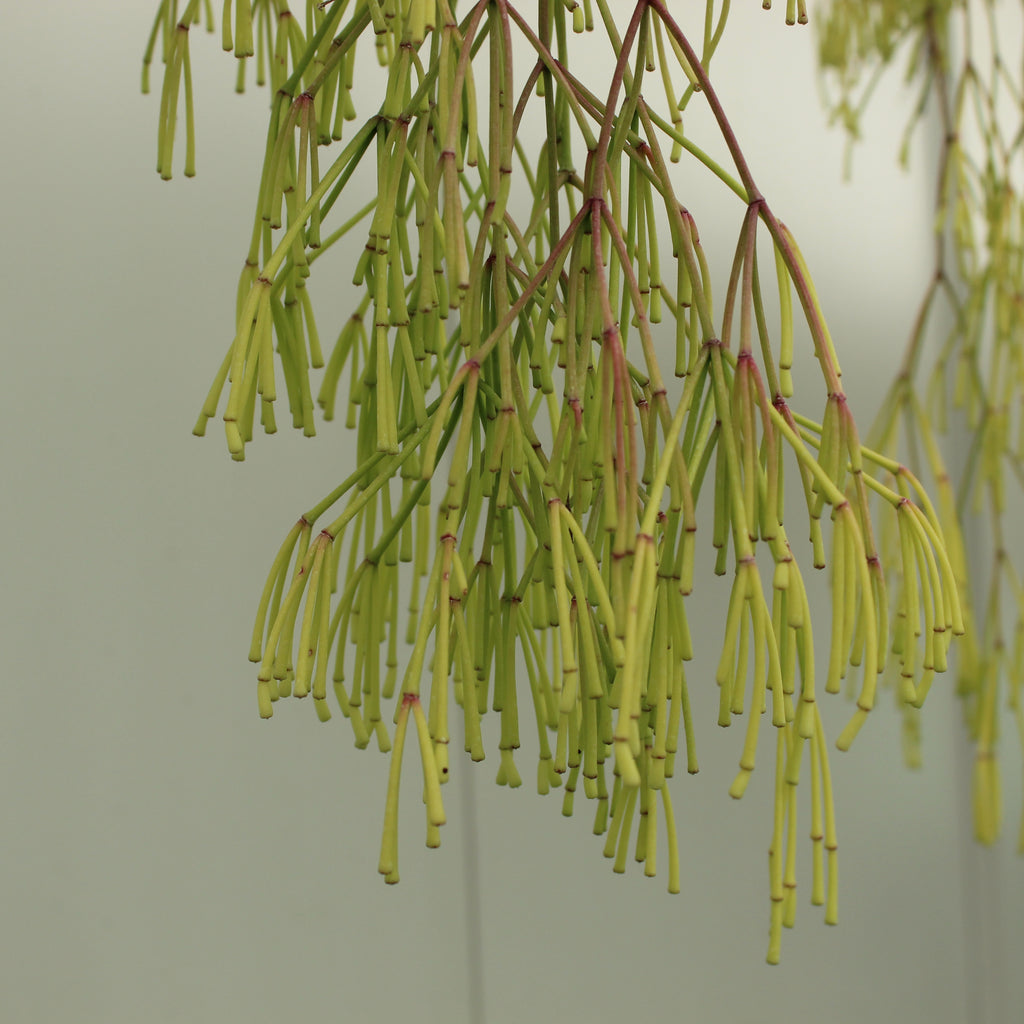 Rhipsalis clavata Image