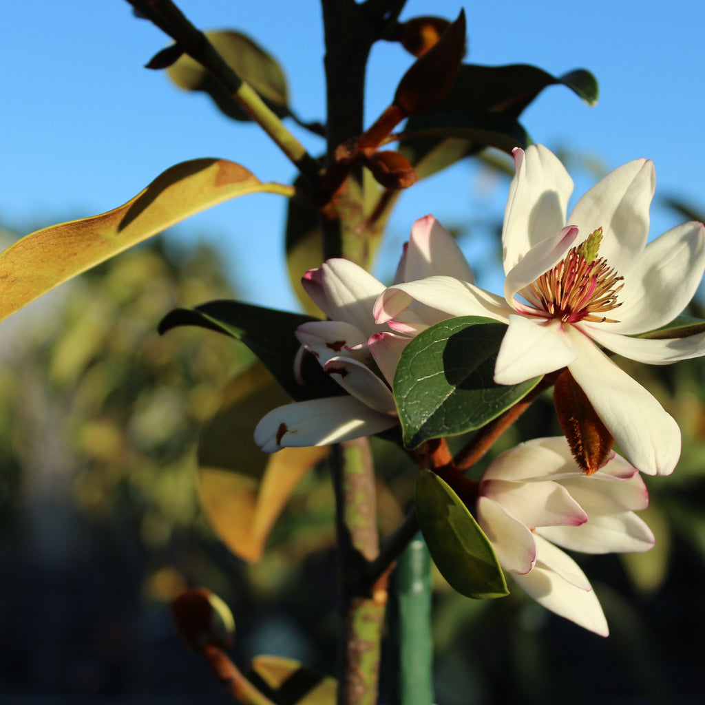 Michelia Allure Image