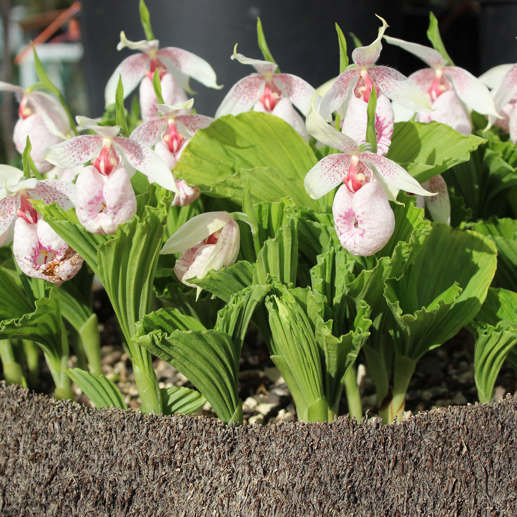 Cypripedium formosanum Image