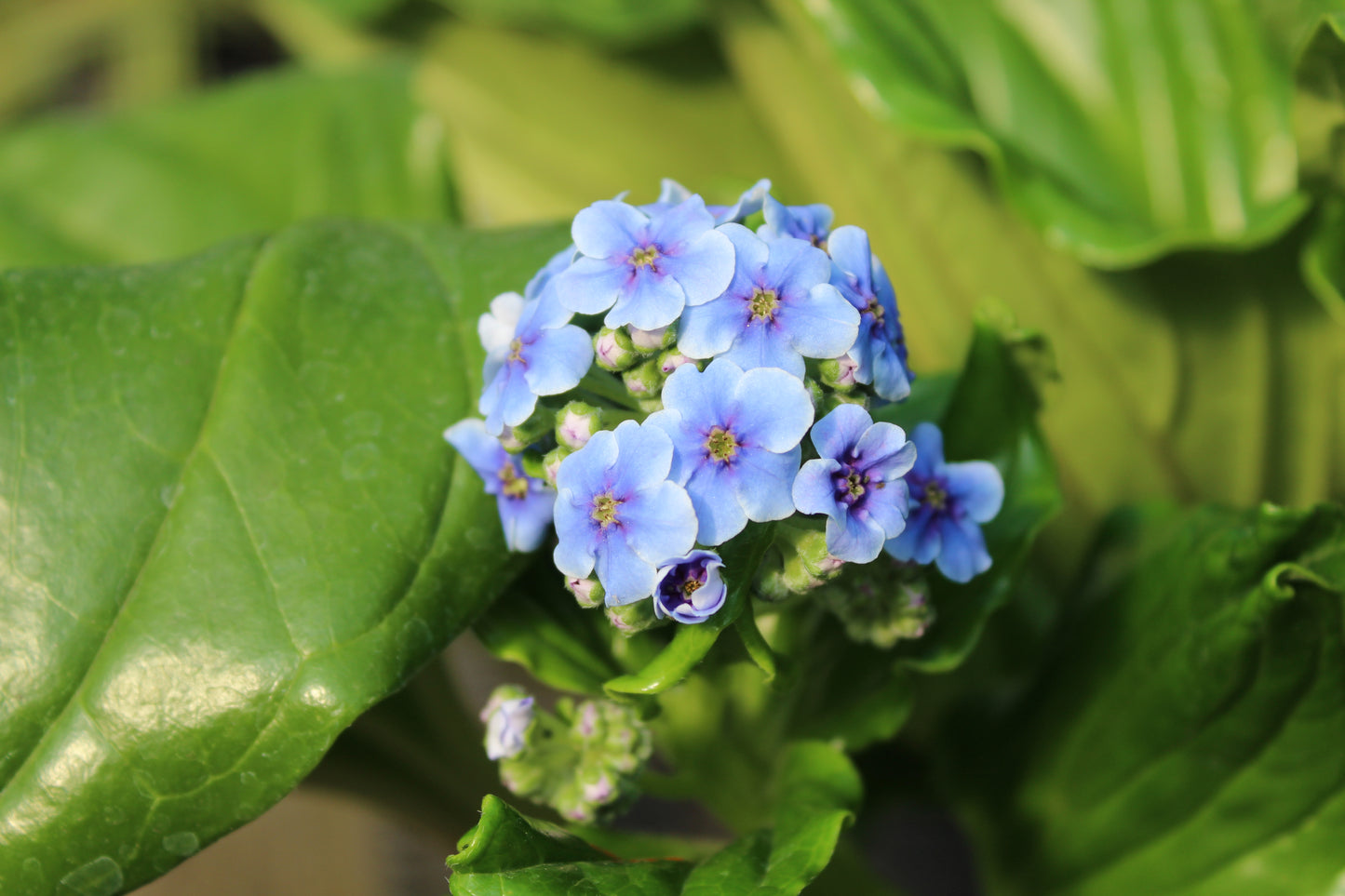 Myosotidium hortensia