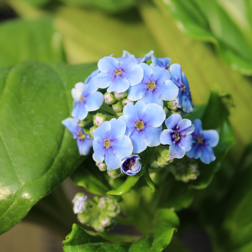 Myosotidium hortensia Image