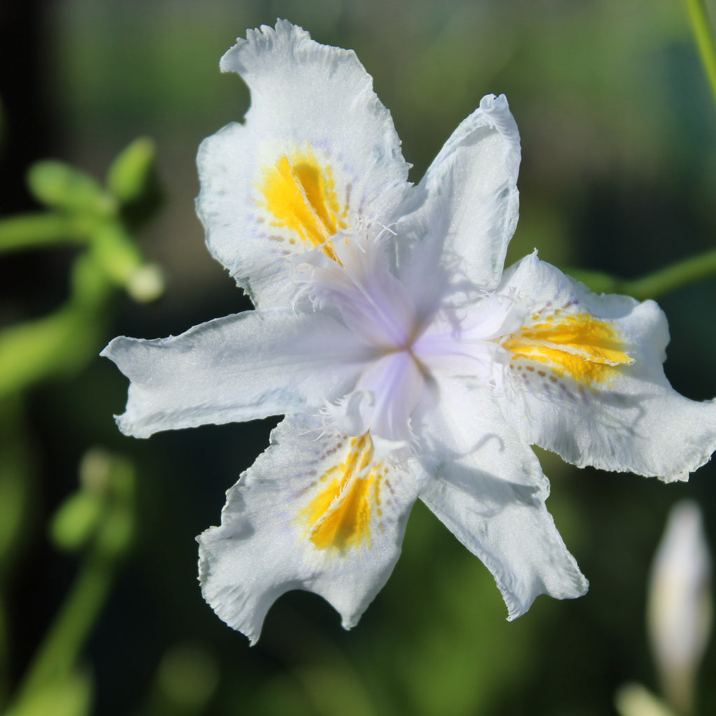 Iris japonica Image
