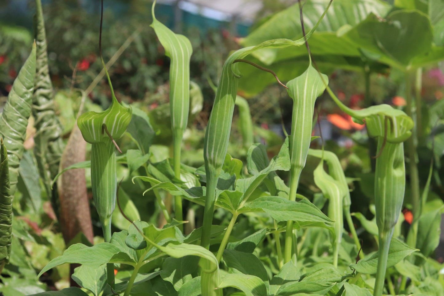 Arisaema jacquemontii