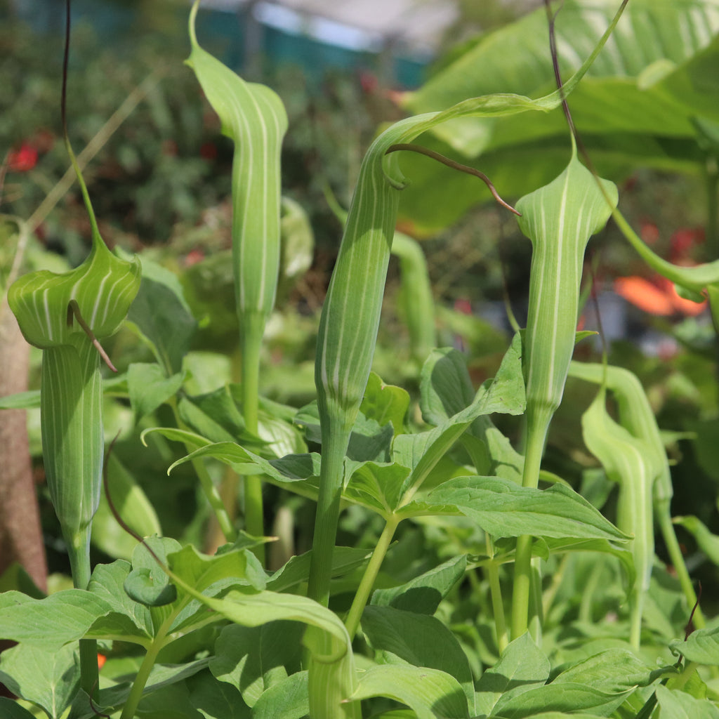 Arisaema jacquemontii Image