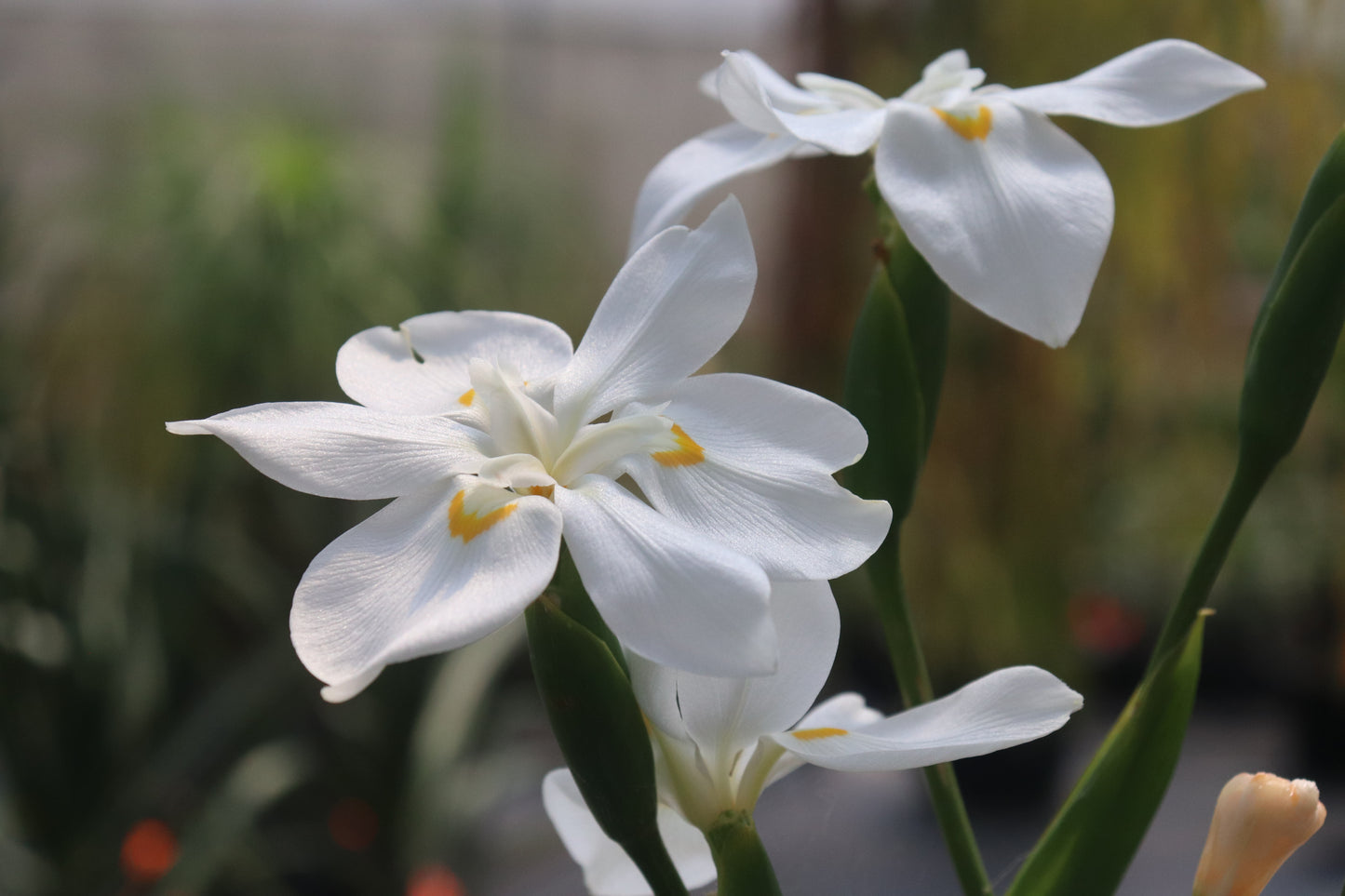 Dietes Robinsoniana