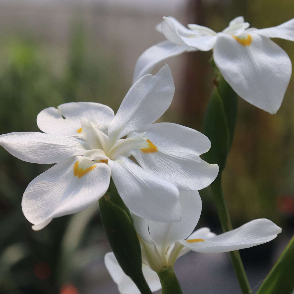 Dietes Robinsoniana Image