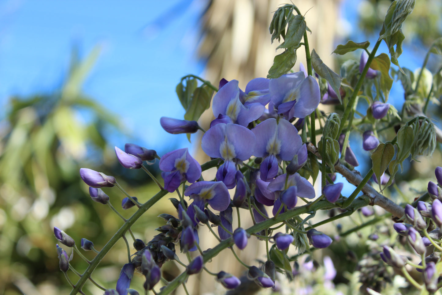 Wisteria floribunda Cascade