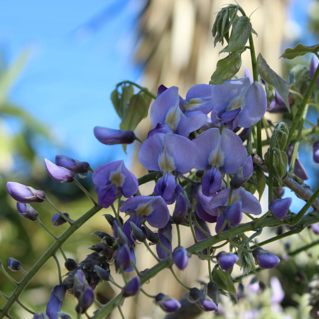 Wisteria floribunda Cascade Image