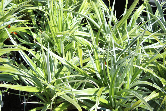 Astelia Silver Shadow