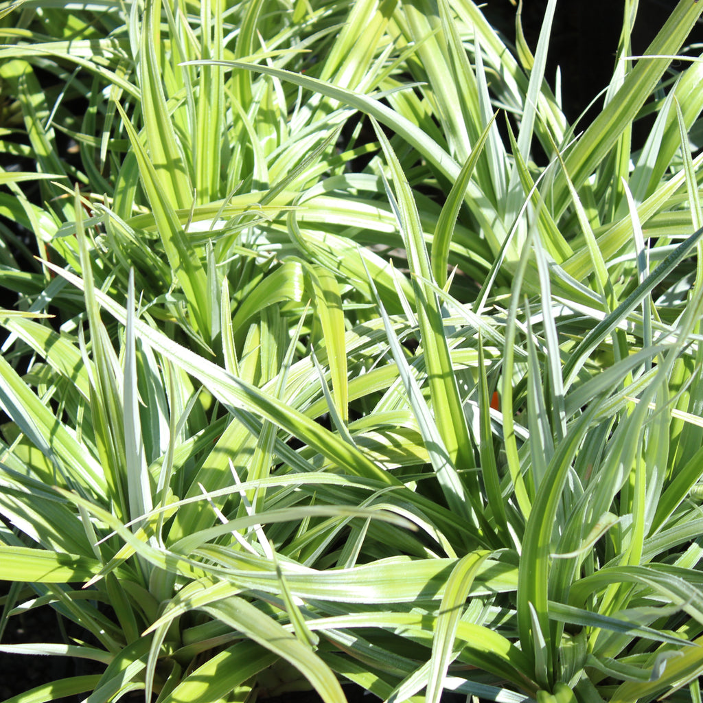 Astelia Silver Shadow Image