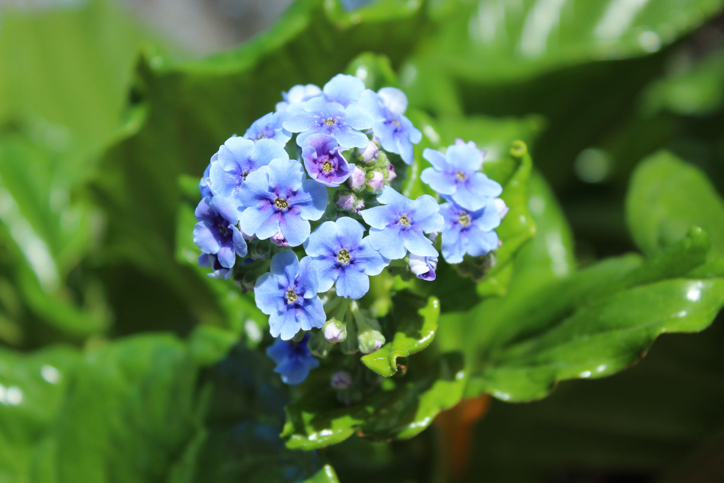 Myosotidium hortensia