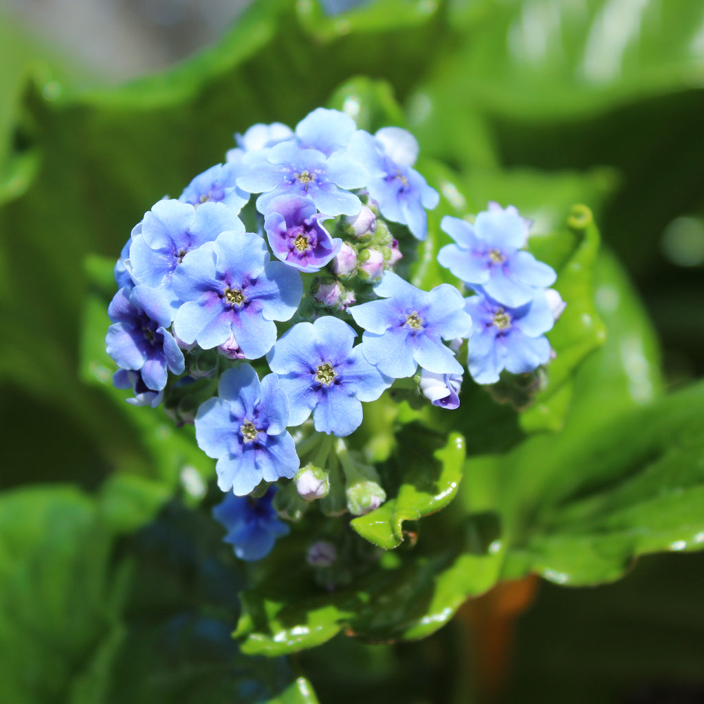 Myosotidium hortensia Image