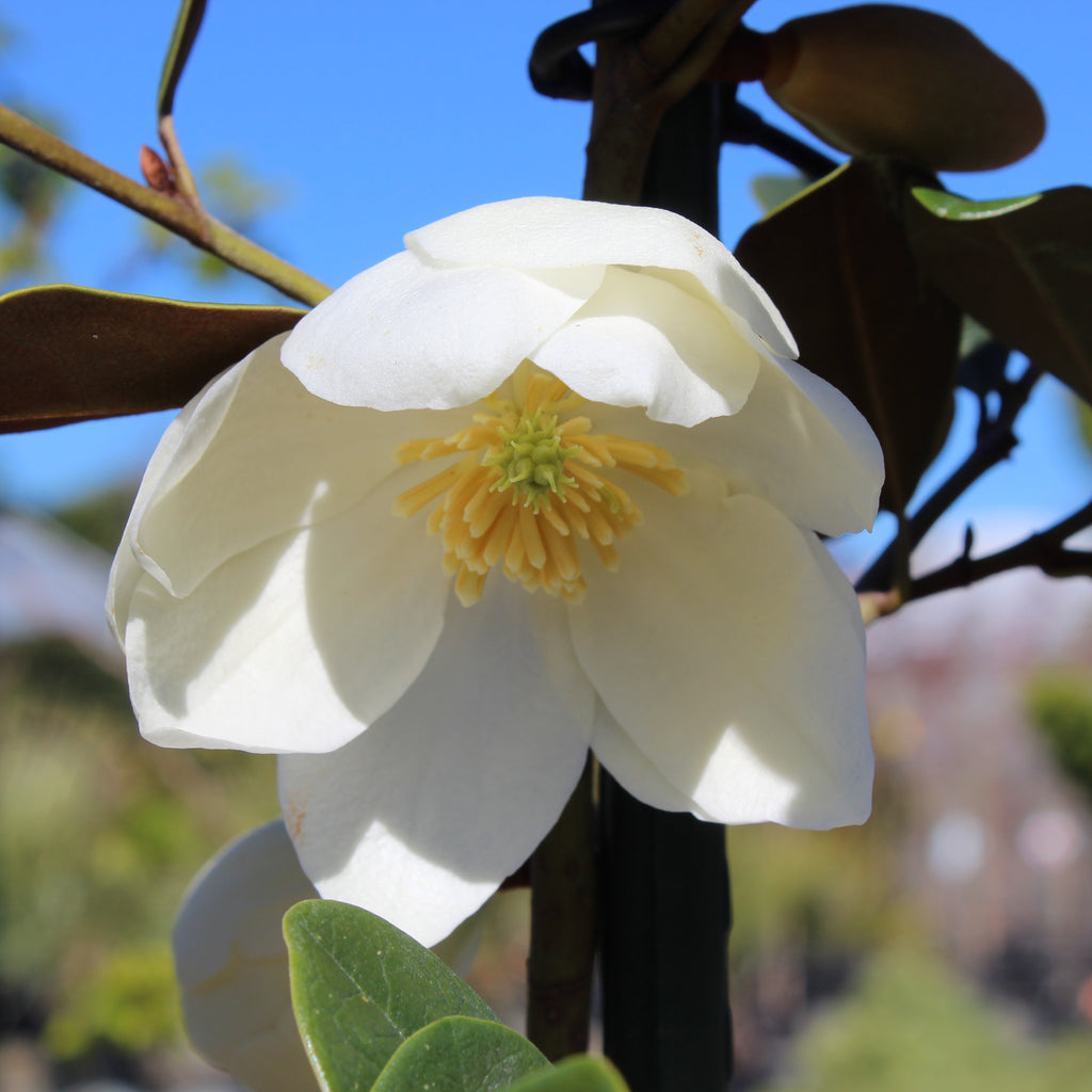 Michelia yunnanensis Honey Velvet Image