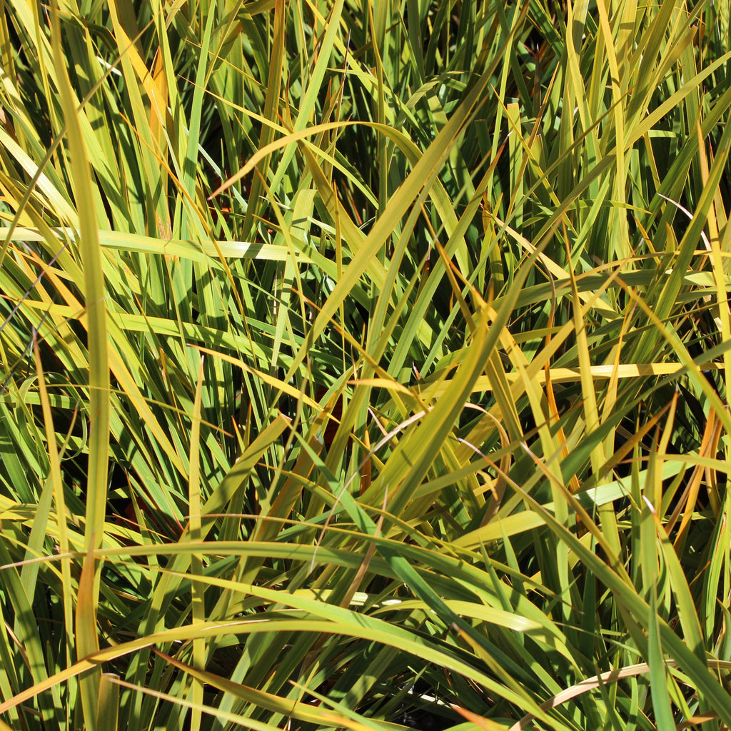 Libertia grandiflora Image
