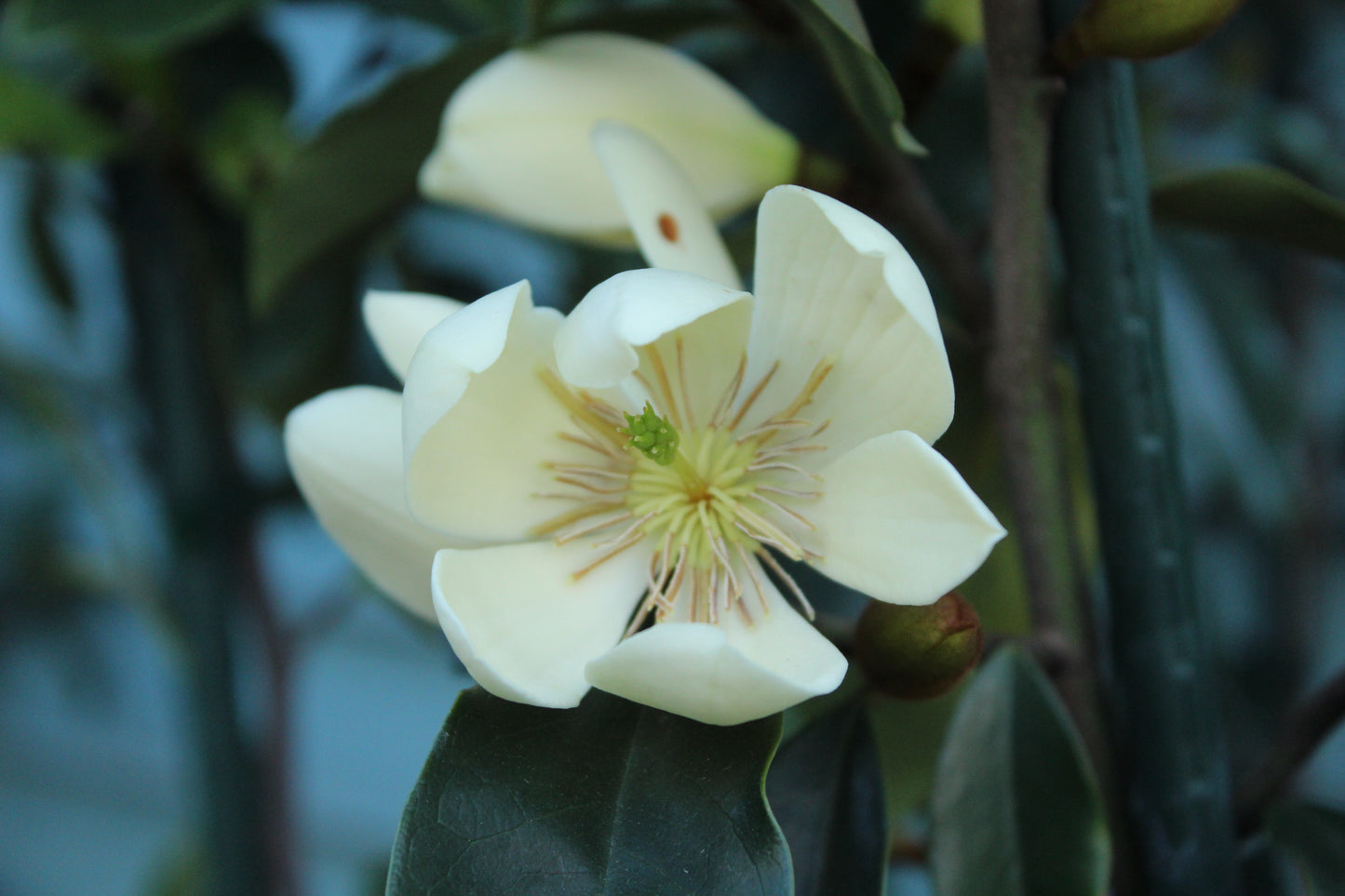 Michelia Princess Cinderella