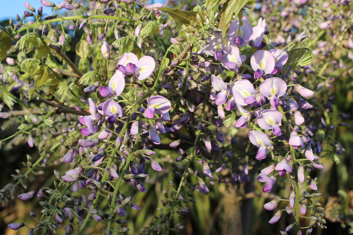 Wisteria floribunda Cascade