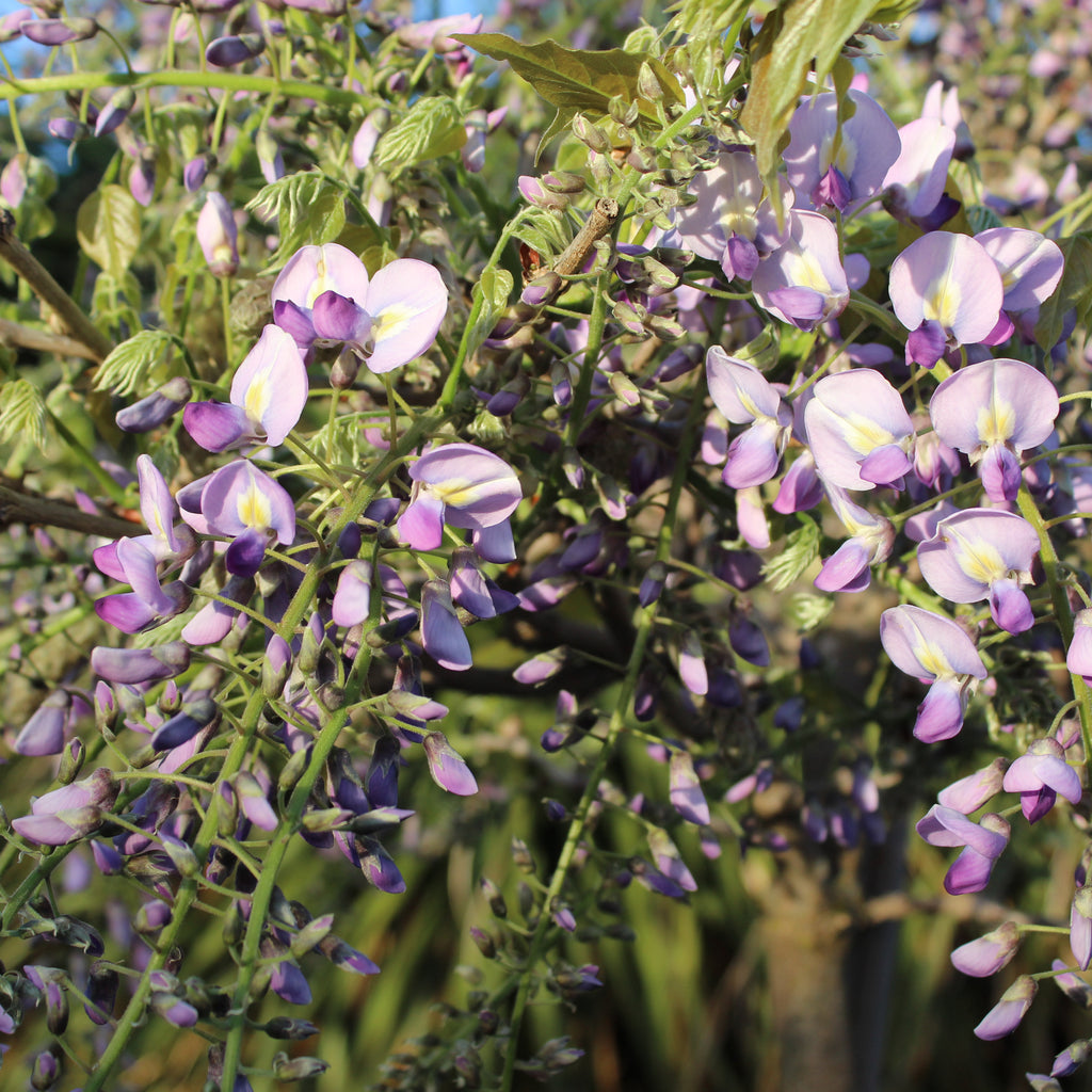 Wisteria floribunda Cascade Image