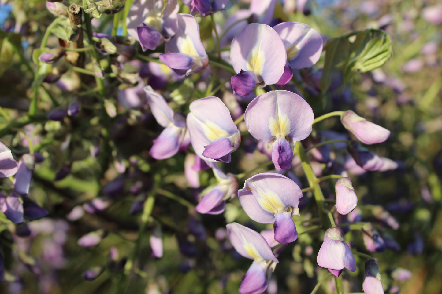 Wisteria floribunda Cascade
