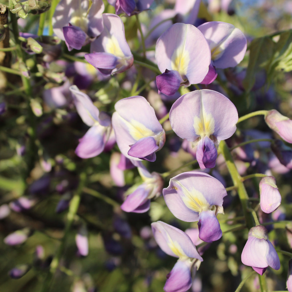 Wisteria floribunda Cascade Image