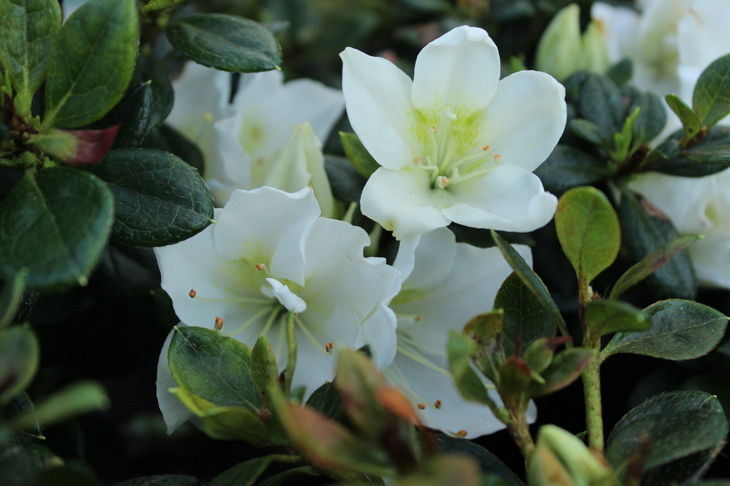 Azalea Mrs Kint White