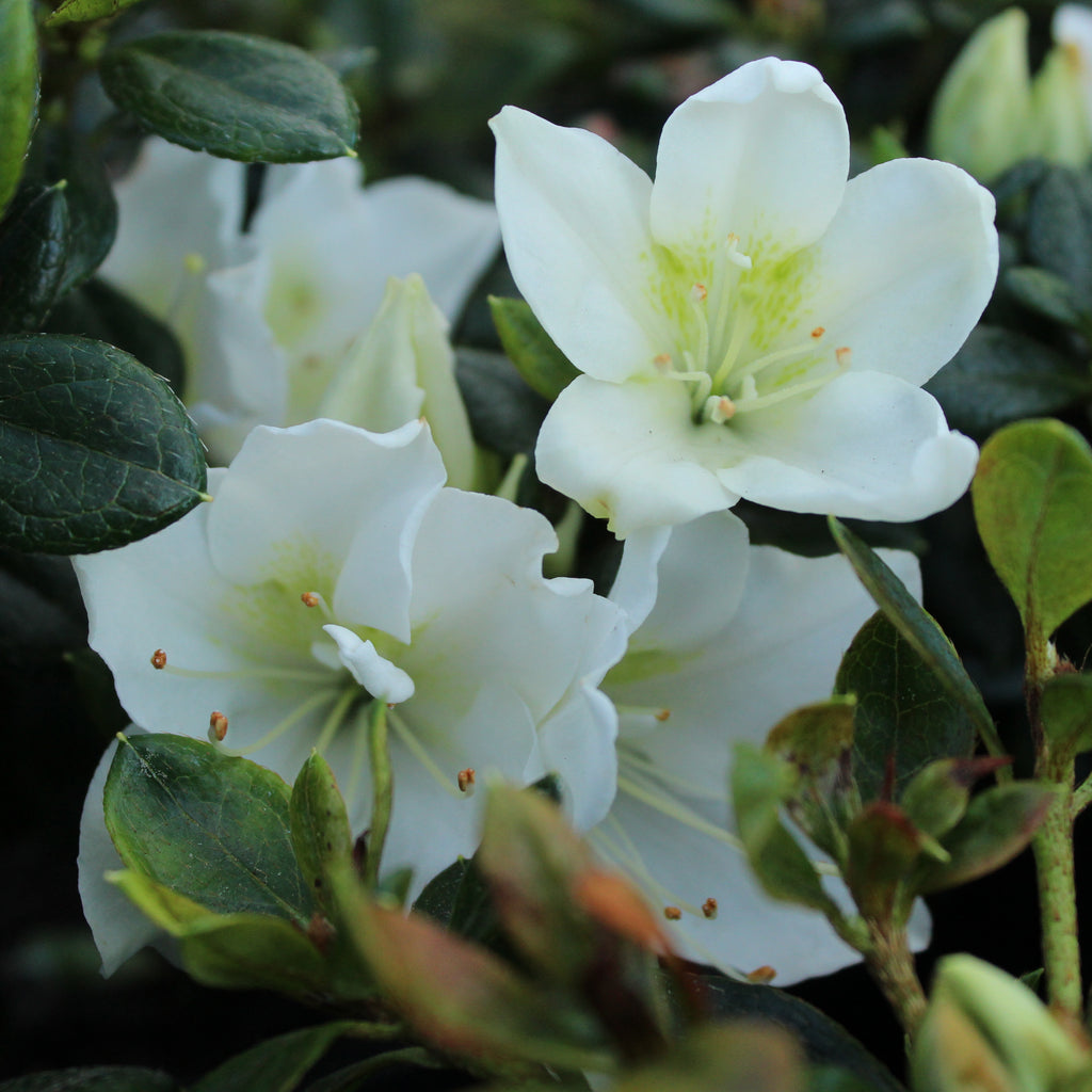 Azalea Mrs Kint White Image