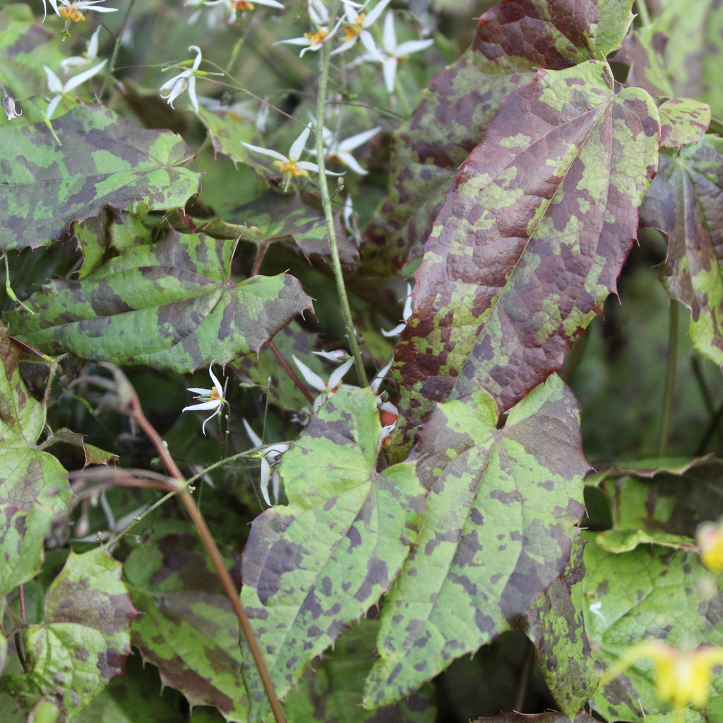 Epimedium stellulatum Wudang Star Image