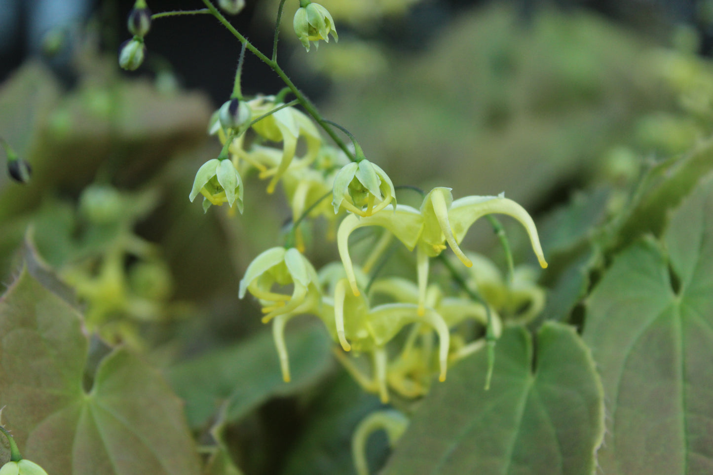 Epimedium Brimstone Butterfly