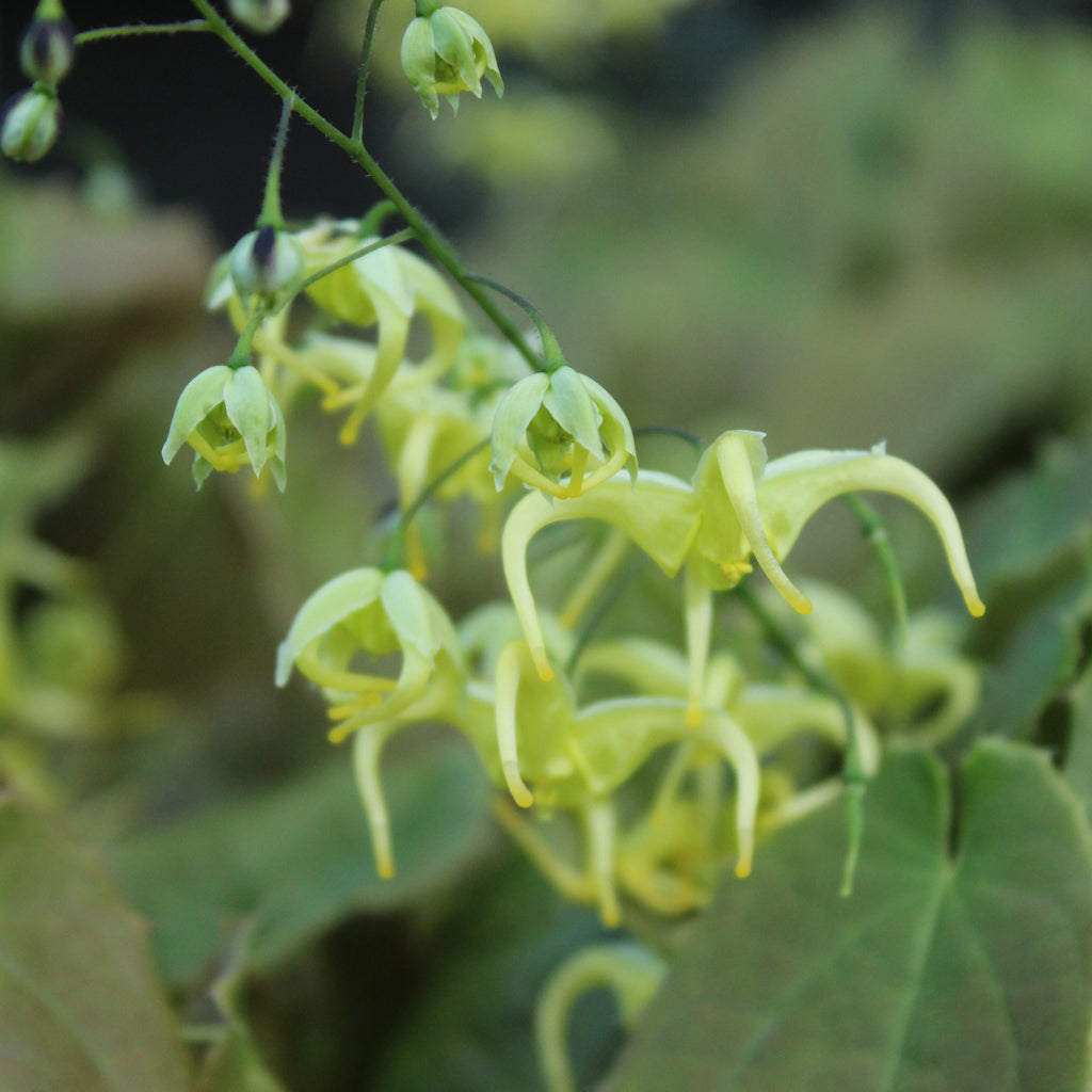 Epimedium Brimstone Butterfly Image