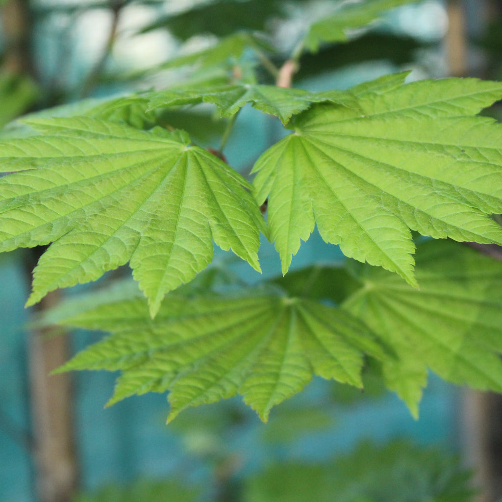 Acer japonicum Vitifolium Image