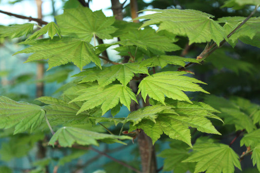Acer japonicum Vitifolium
