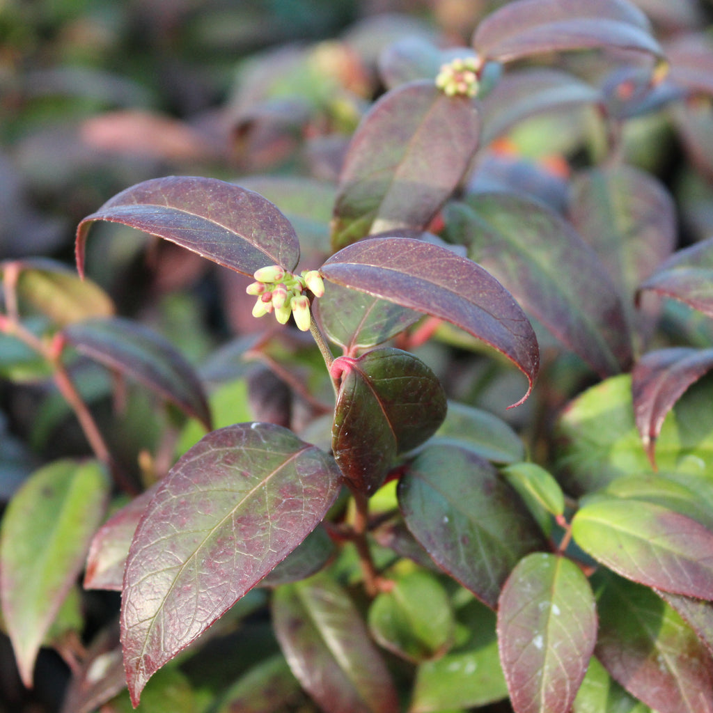 Leucothoe Crimson Globe Image