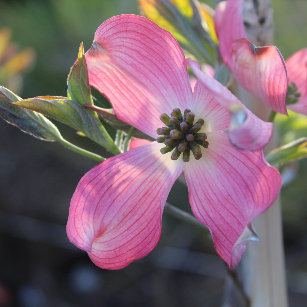 Cornus florida Cherokee Chief Image
