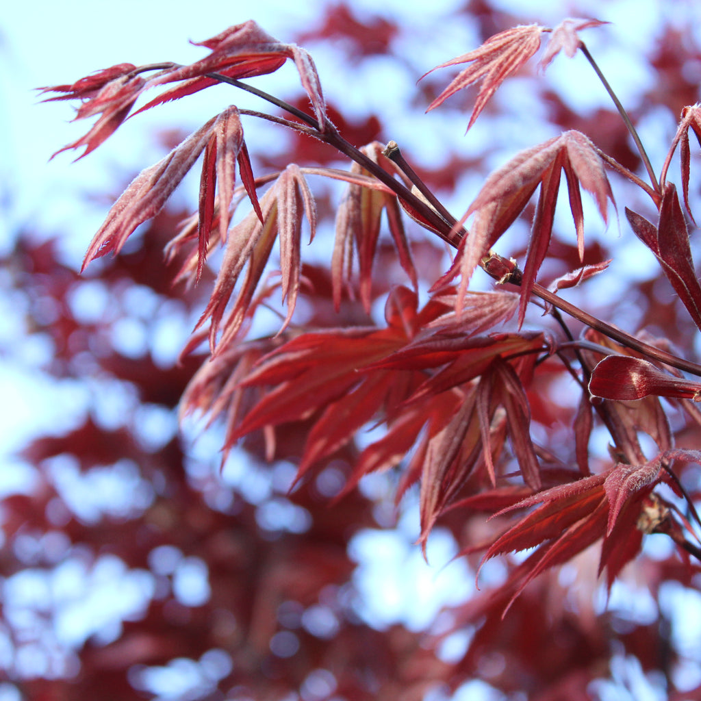 Acer palmatum Red Emperor Image